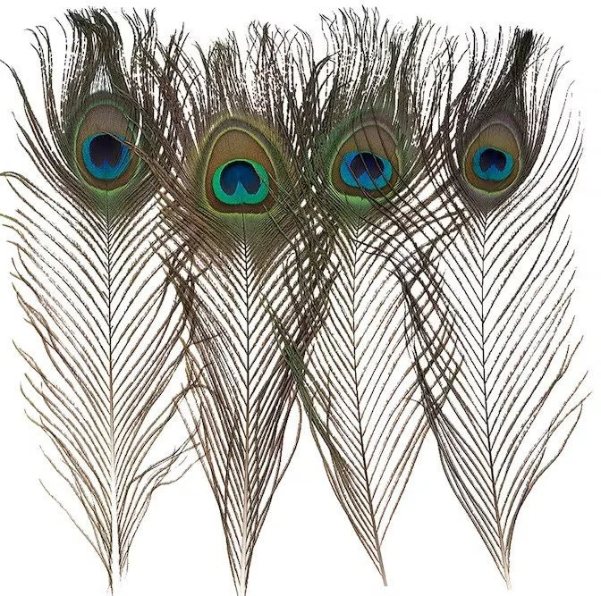 Natural Peacock Feathers 12-15 Inch Lengths - Craft & Decor Supply - Image 6