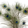 Natural Peacock Feathers 12-15 Inch Lengths - Craft & Decor Supply - Image 1