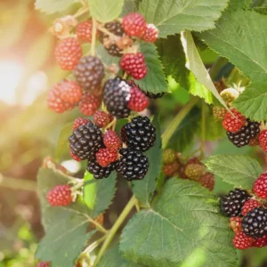 Navaho Blackberry Starter Plug Live Plant - Thornless Rubus 'Navaho' - Image 6