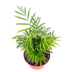 Neanthe Bella Palm Live Plant – 6 inch Potted Houseplant – Indoor Palm - Image 2