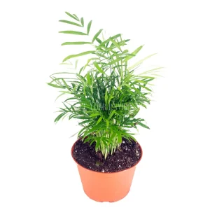 Neanthe Bella Palm Live Plant – 6 inch Potted Houseplant – Indoor Palm - Image 1
