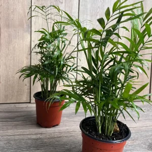 Neanthe Bella Palm Live Plant - Chamaedorea Elegans - 4 inch Pot - Indoor - Image 5
