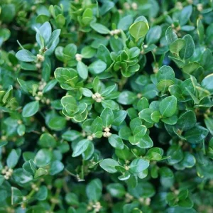 Neatball Boxwood Live Plant - Buxus microphylla - Hardy Evergreen Shrub - 4 inch Pot - Image 2