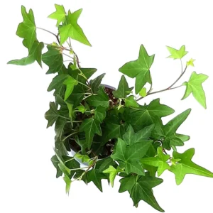 Needlepoint Ivy Live Plant – Hedera helix – 4 inch Potted Houseplant - Image 2