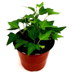 Needlepoint Ivy Live Plant – Hedera helix – 4 inch Potted Houseplant - Image 1