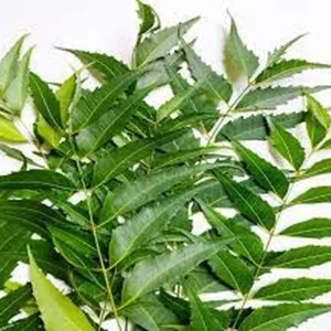 Neem Live Plant - 1 Gallon Pot - 16-24 Inch Organic Herbal Tree - Image 3