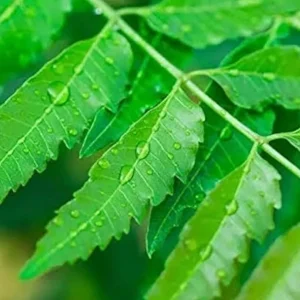 Neem Live Plant – Organic – 6-10 Inch Tall – Half Gallon Pot - Image 1