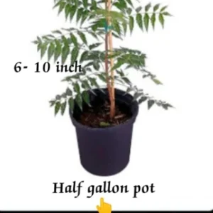 Neem Live Plant – Organic – 6-10 Inch Tall – Half Gallon Pot - Image 3