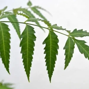 Neem Live Plant – Organic Herbal Tree – 1 Gallon Pot (18-22 Inch) - Image 1
