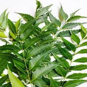 Neem Live Plant – Organic Herbal Tree – 1 Gallon Pot (18-22 Inch) - Image 2