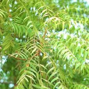 Neem Live Plant – Organic Herbal Tree – 1 Gallon Pot (18-22 Inch) - Image 3