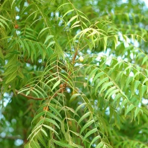 Neem Tree Plant or Seeds - Azadirachta indica - Non-GMO - Indoor/Outdoor - Image 2
