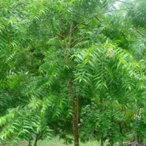 Neem Tree Plant & Seeds - Azadirachta indica - Non-GMO - Indoor/Outdoor - Image 3