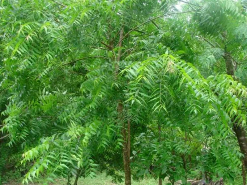 Neem Tree Seeds - Azadirachta Indica Non-GMO - 500+ Seeds - Evergreen - Image 3