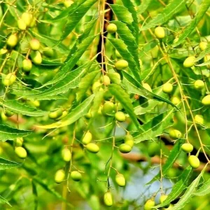 Neem Tree Seeds - Azadirachta Indica Non-GMO - 500+ Seeds - Evergreen - Image 1