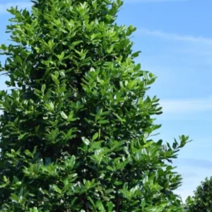 Nellie R. Stevens Evergreen Shrub Live Plant – 6-12 inch seedling, 2.5 inch pot, Outdoor - Image 10