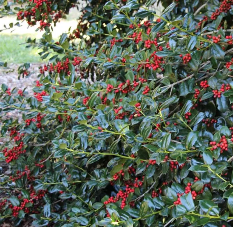 Nellie R. Stevens Evergreen Shrub Live Plant – 6-12 inch seedling, 2.5 inch pot, Outdoor - Image 2