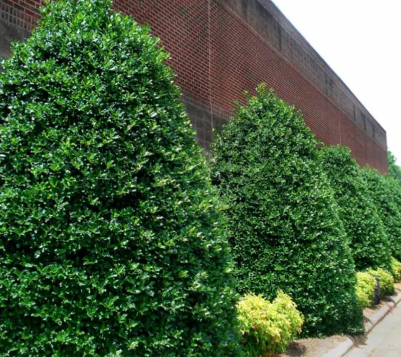 Nellie R. Stevens Evergreen Shrub Live Plant – 6-12 inch seedling, 2.5 inch pot, Outdoor - Image 4