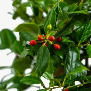 Nellie R. Stevens Evergreen Shrub Live Plant – 6-12 inch seedling, 2.5 inch pot, Outdoor - Image 7