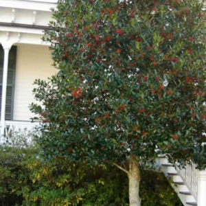 Nellie R. Stevens Evergreen Shrub Live Plant – 6-12 inch seedling, 2.5 inch pot, Outdoor - Image 9