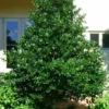 Nellie R Stevens Holly Live Plant – 2.5 inch Pot – Outdoor Shrub - Image 1