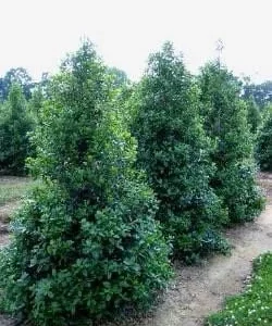 Nellie R Stevens Holly Live Plant – 2.5 inch Pot – Outdoor Shrub - Image 2
