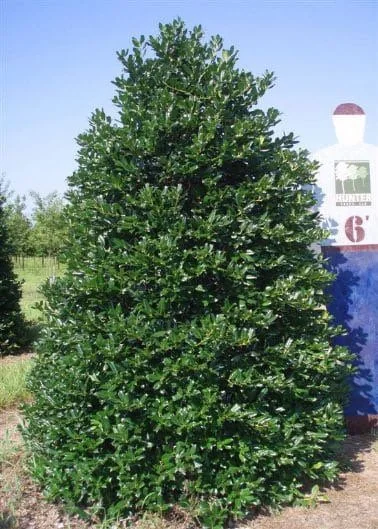 Nellie R Stevens Holly Live Plant – 2.5 inch Pot – Outdoor Shrub - Image 3
