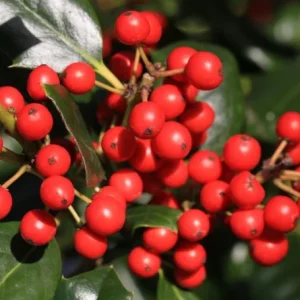 Nellie R. Stevens Holly Live Plant – Quart Pot – Fast-Growing Evergreen Shrub – Outdoor - Image 2