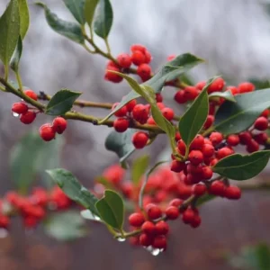 Nellie R. Stevens Holly Live Plant – Quart Pot – Fast-Growing Evergreen Shrub – Outdoor - Image 3