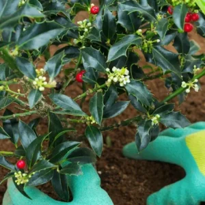 Nellie R. Stevens Holly Live Plant – Quart Pot – Fast-Growing Evergreen Shrub – Outdoor - Image 5