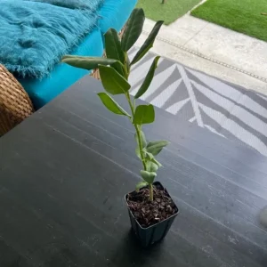 Nellie R. Stevens Holly Live Plant – Quart Pot – Fast-Growing Evergreen Shrub – Outdoor - Image 6