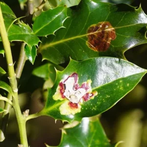 Nellie R. Stevens Holly Live Plant – Quart Pot – Fast-Growing Evergreen Shrub – Outdoor - Image 7