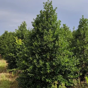 Nellie R. Stevens Holly Live Plant – Quart Pot – Fast-Growing Evergreen Shrub – Outdoor - Image 8