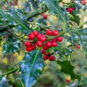 Nellie R. Stevens Holly Live Plant – Quart Pot – Fast-Growing Evergreen Shrub – Outdoor - Image 1