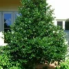Nellie R Stevens Holly Shrub Live Plant – 30-Foot Tall – Quart Pot – Outdoor - Image 1