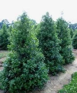 Nellie R Stevens Holly Shrub Live Plant – 30-Foot Tall – Quart Pot – Outdoor - Image 2
