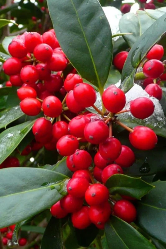 Nellie R. Stevens Rose Live Plant - Set of 3 Shrubs, 6-12" Tall, 2.5" Pot - Image 2