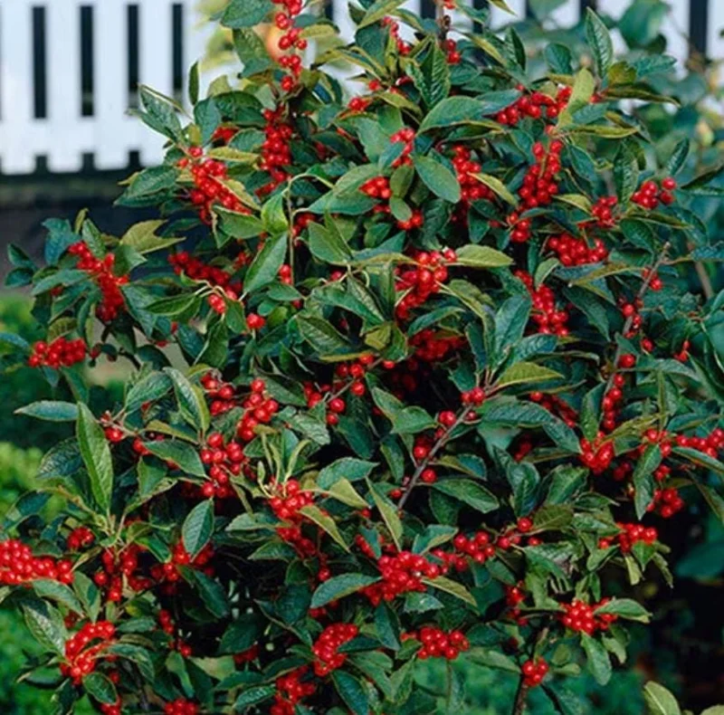 Nellie R. Stevens Rose Live Plant - Set of 3 Shrubs, 6-12" Tall, 2.5" Pot - Image 3