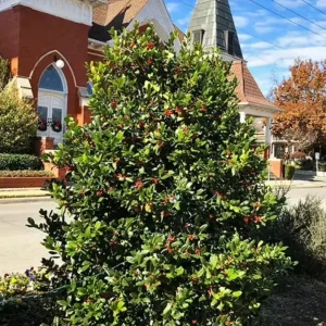 Nellie R. Stevens Rose Live Plant - Set of 3 Shrubs, 6-12