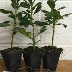 Nellie R. Stevens Rose Live Plant - Set of 3 Shrubs, 6-12