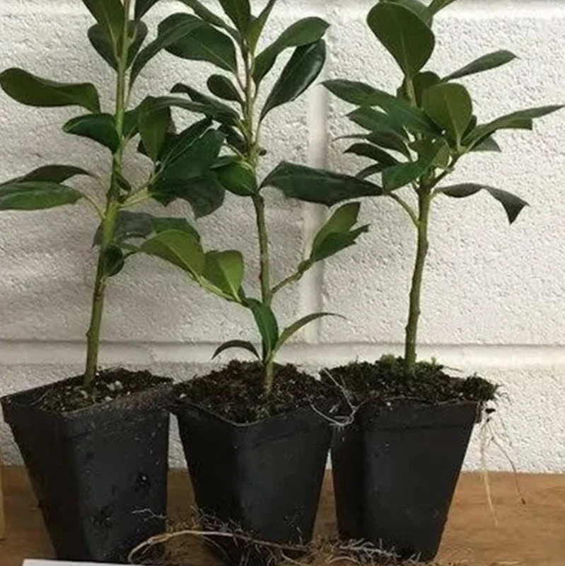 Nellie R. Stevens Rose Live Plant - Set of 3 Shrubs, 6-12" Tall, 2.5" Pot - Image 6