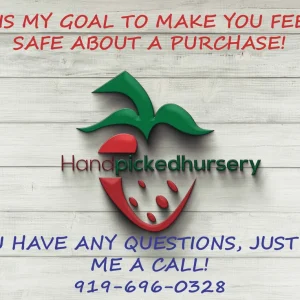 Nelson Highbush Blueberry Live Plant - 1 Quart Bare Root - 10-12 inch - Outdoor Fruit Bush - Image 3