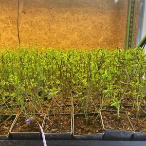 Nelson Highbush Blueberry Live Plant - 1 Quart Bare Root - 10-12 inch - Outdoor Fruit Bush - Image 5