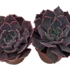 Neon Breakers Echeveria Succulent Live Plant - 2 Plants in 2 inch Pots - Indoor/Outdoor - Image 1