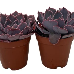 Neon Breakers Echeveria Succulent Live Plant - 2 Plants in 2 inch Pots - Indoor/Outdoor - Image 2