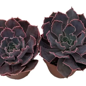 Neon Breakers Echeveria Succulent Live Plant - 2 Plants in 2 inch Pots - Indoor/Outdoor - Image 1