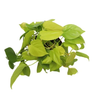 Neon Cordatum Live Plant – 6 inch Potted Philodendron – Indoor Plant - Image 2
