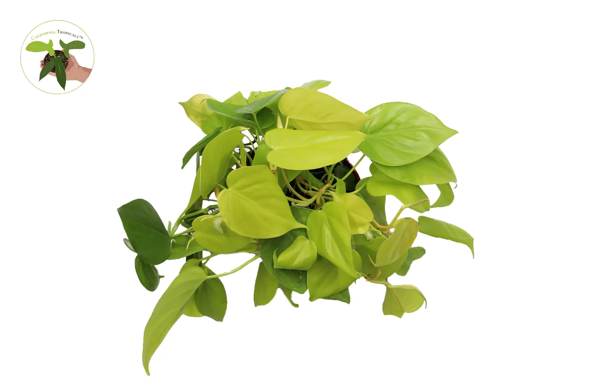 Neon Cordatum Live Plant – 6 inch Potted Philodendron – Indoor Plant - Image 2