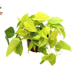 Neon Cordatum Live Plant – 6 inch Potted Philodendron – Indoor Plant - Image 1
