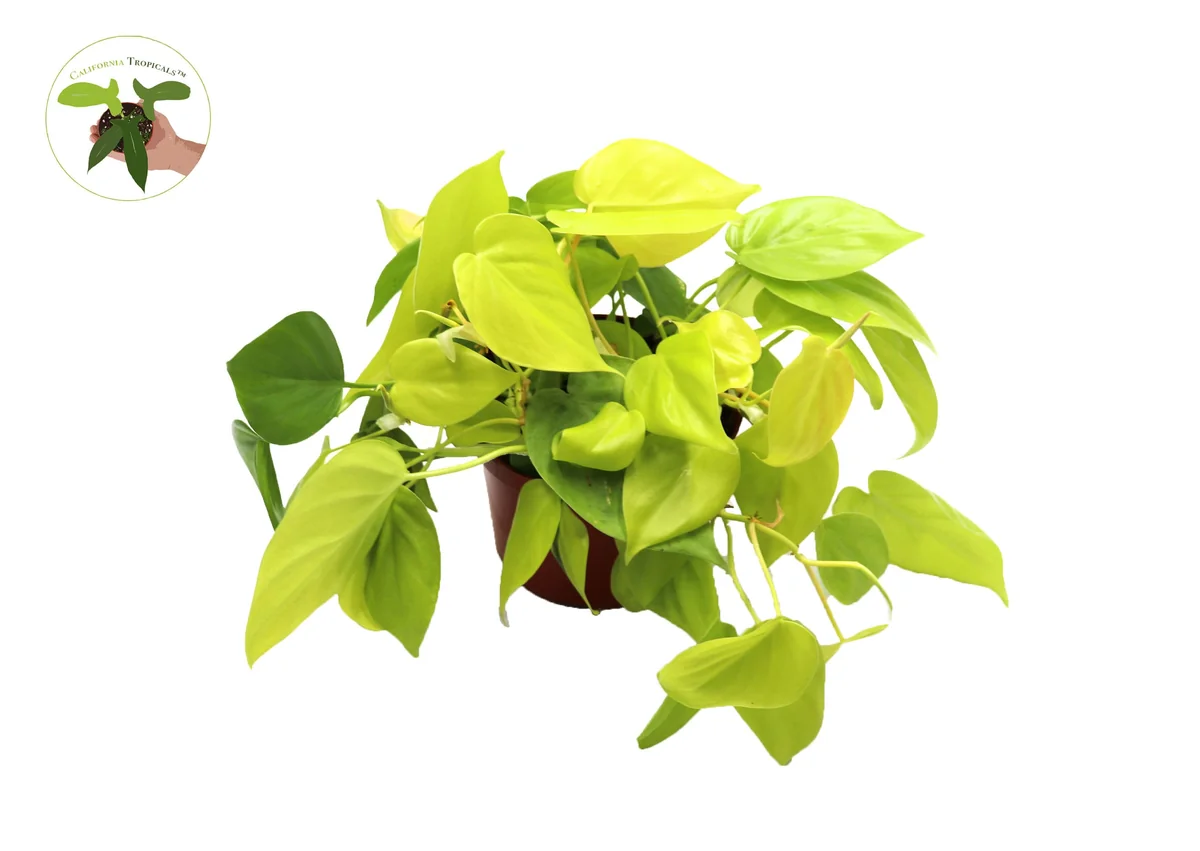 Neon Cordatum Live Plant – 6 inch Potted Philodendron – Indoor Plant - Image 1